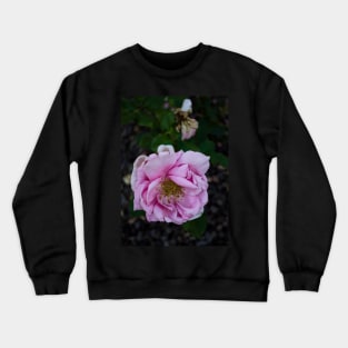 Coloma Garden Pink rose Crewneck Sweatshirt